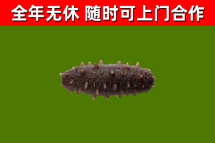 钦州市烟酒回收干海参.jpg